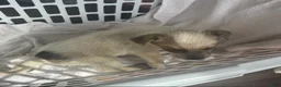 Australian Cattle Dog dogs for sale: Australian Cattle Dog Puppy 4 - Ad 6
