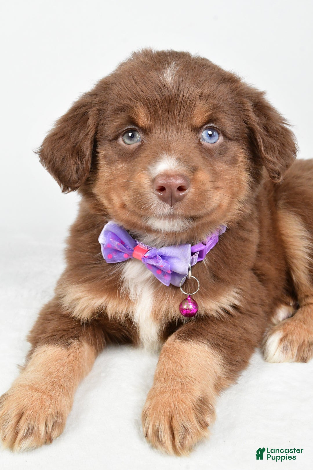 Miniature Australian Shepherd dogs for sale: Robin - Ad 3