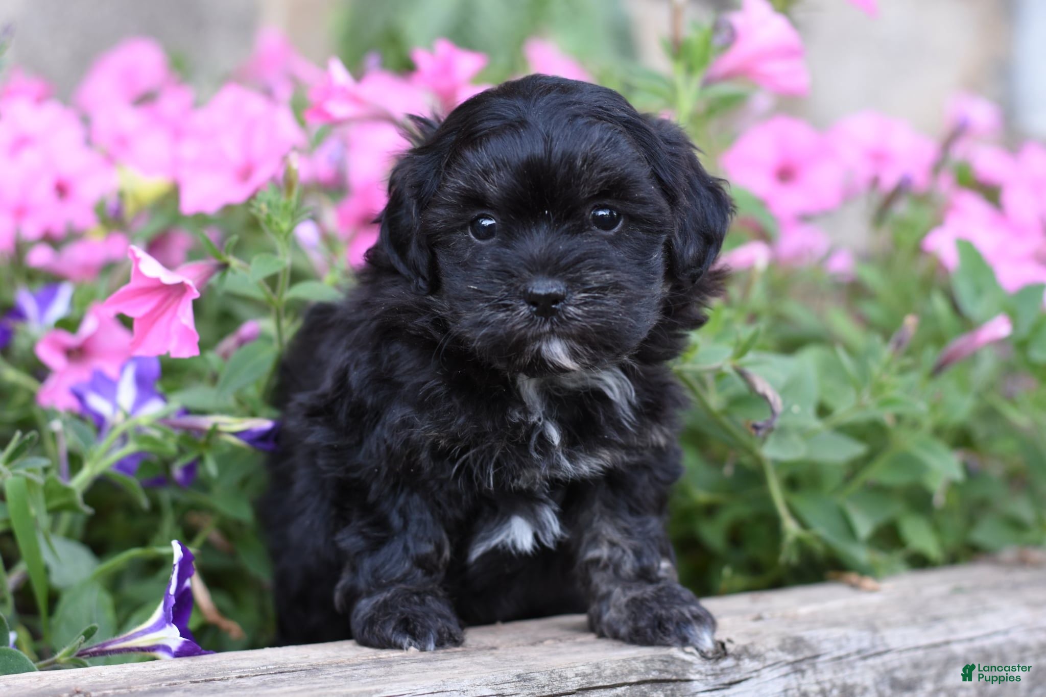 Shihpoo dogs Joy - Ad 1