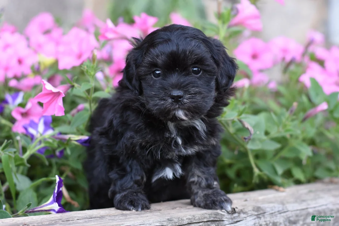 Shihpoo dogs for sale: Joy - Ad 1