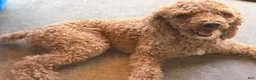 Toy Poodle dogs for sale: Toy Poodle 5 - named Cinnamon  - Ad 7