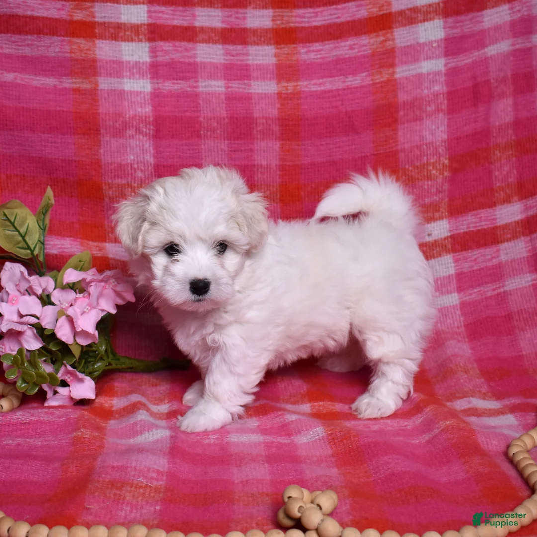 Coton De Tulear dogs for sale: Peppermint  - Ad 3