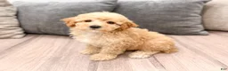 Miniature Poodle dogs for sale: Scarlett - Ad 4