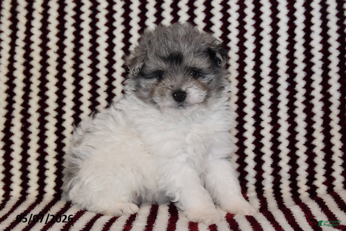 Pomapoo dogs Mister - Ad 2