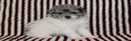 Pomapoo dogs for sale: Mister - Ad 2