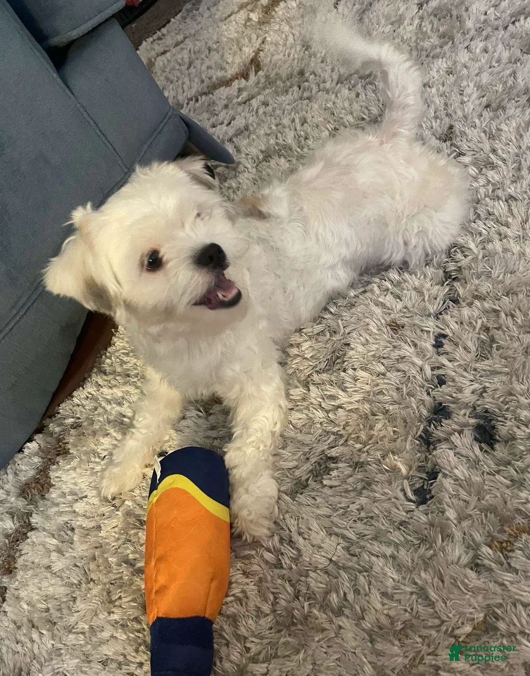 Shihpoo dogs for sale: Bella - Ad 2