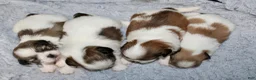 Shih Tzu dogs for sale: Shih Tzu 4 - Ad 3