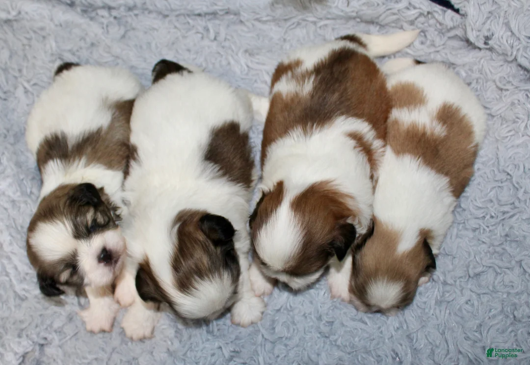 Shih Tzu dogs for sale: Shih Tzu 4 - Ad 3