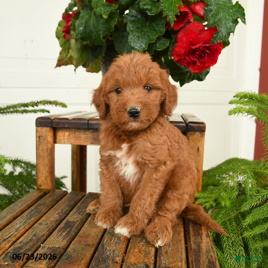 Mini Goldendoodle dogs Tom - Ad 2
