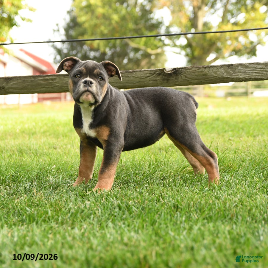 Olde English Bulldogge dogs for sale: Princess - Ad 2