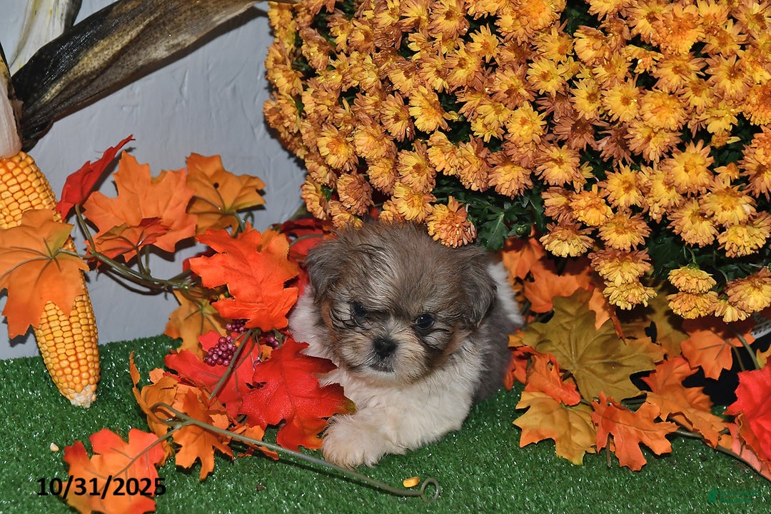 Shih Tzu dogs for sale: Arthur - Ad 1
