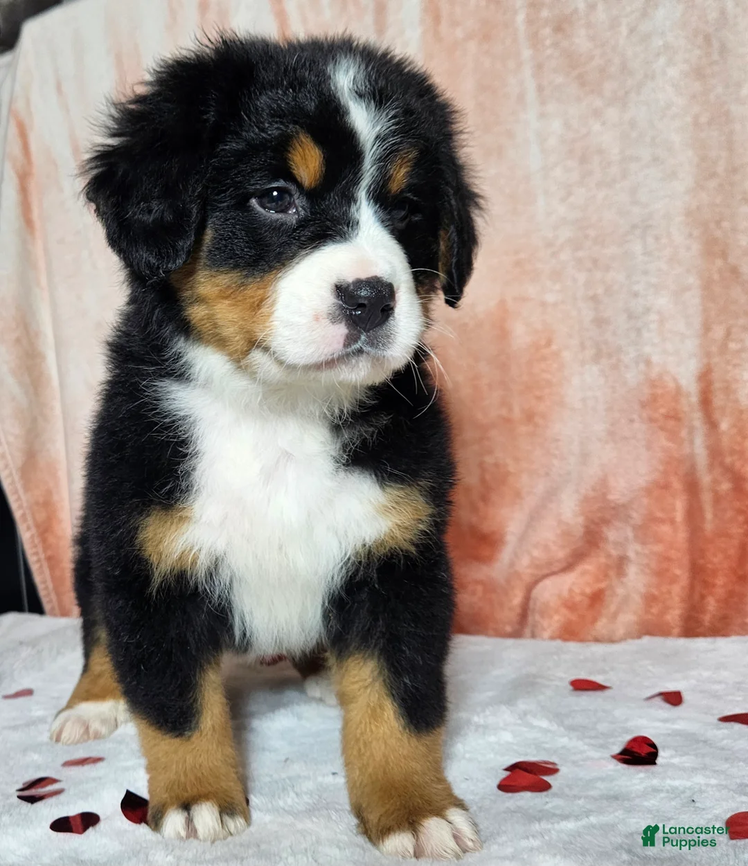 Bernese Mountain Dog dogs for sale: Hazel  - Ad 3