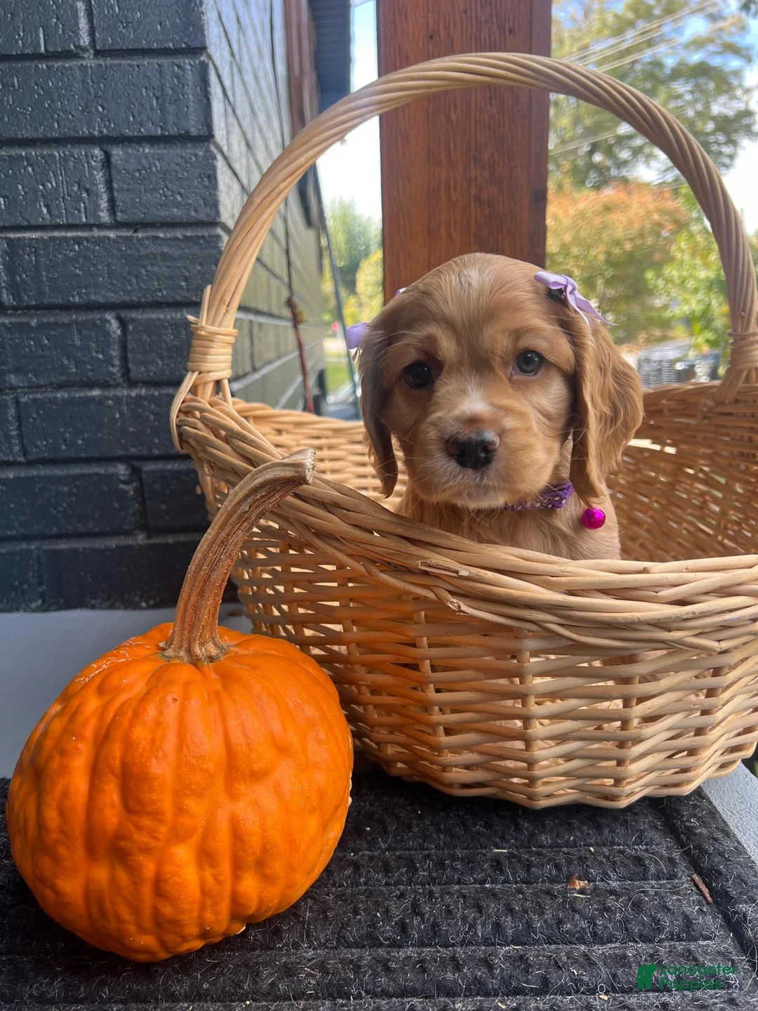 Cocker Spaniel dogs for sale: Boo 🎃🤎 - Ad 2