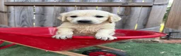 Golden Retriever dogs for sale: Prince Charming - Ad 3