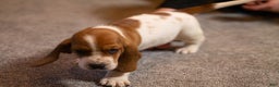 Basset Hound dogs for sale: Winnie - Ad 5