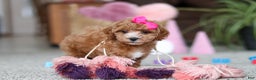 Cavapoo dogs for sale: Allie - Ad 8