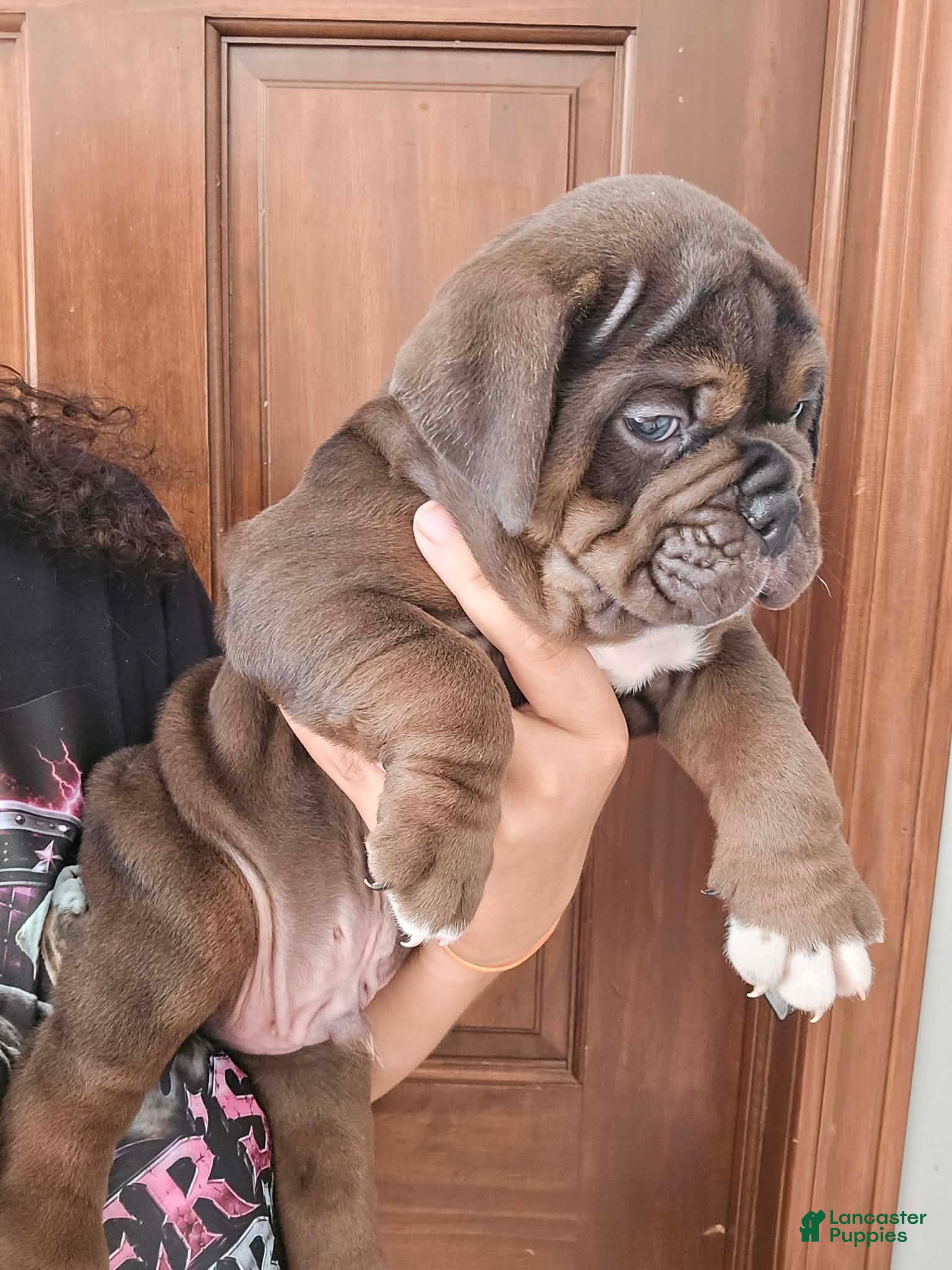 Olde English Bulldogge dogs Chocolate tri ghost Merle male  - Ad 34