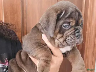 Olde English Bulldogge dogs Chocolate tri ghost Merle male - Ad 24
