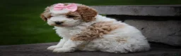 Cavachon dogs for sale: Hailey🌸 - Ad 8
