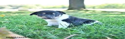 Rat Terrier dogs for sale: Pansy - Ad 4
