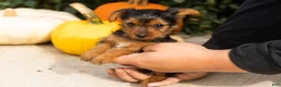 Yorkshire Terrier dogs for sale: Jonni - Ad 5
