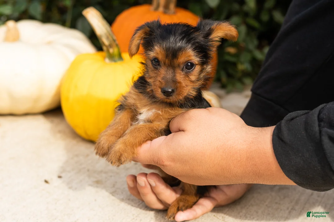Yorkshire Terrier dogs for sale: Jonni - Ad 5