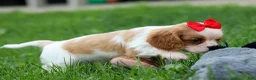 Cavalier King Charles Spaniel dogs for sale:  Nugget🐾 - Ad 20