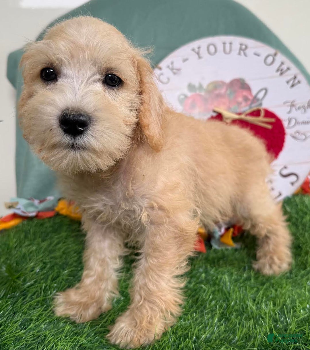 Schnoodle dogs for sale: Isaiah - Ad 25