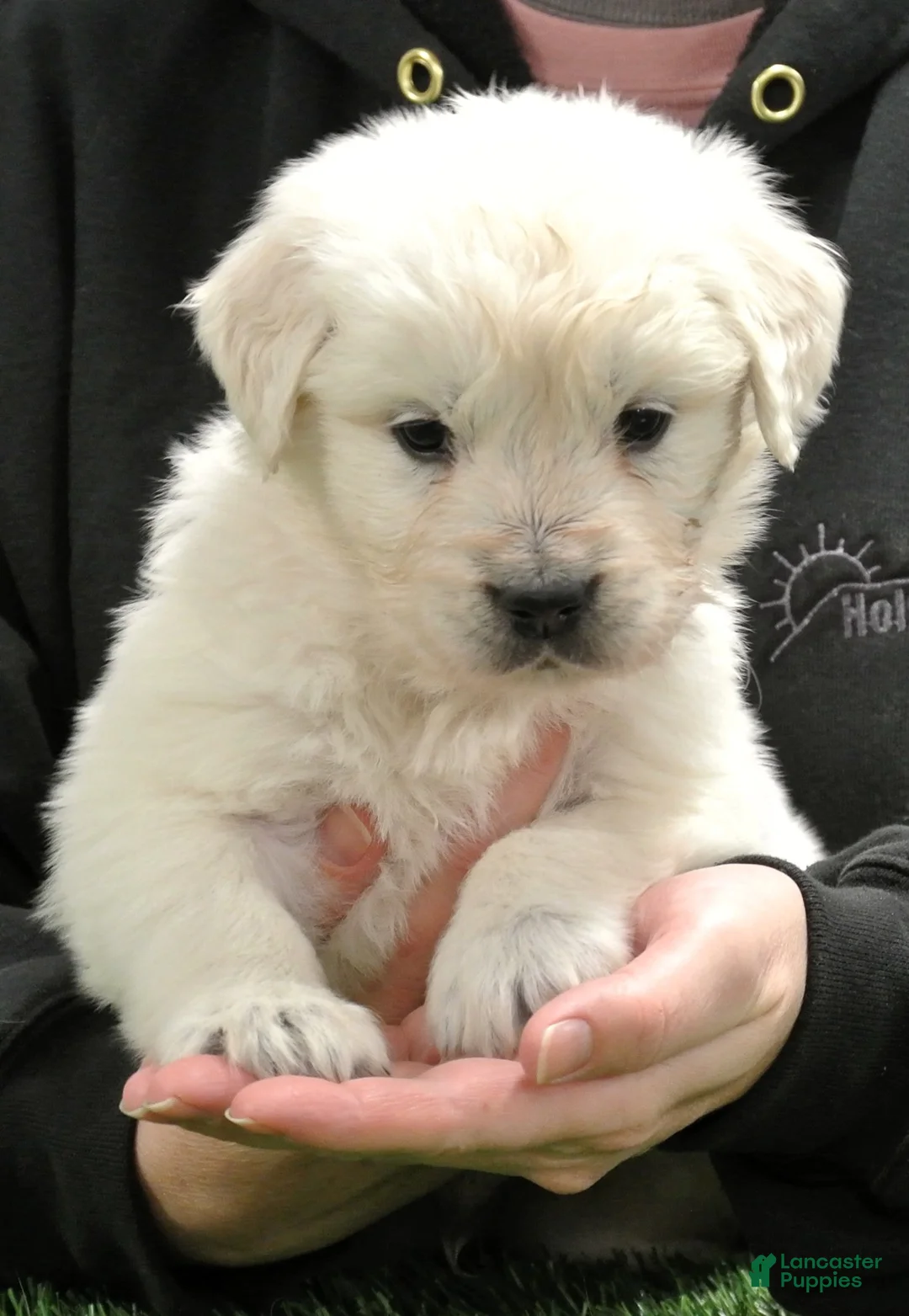 Golden Retriever dogs for sale: Teddy - Ad 1