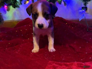 Collie dogs Collie Puppy 3 - Ad 28