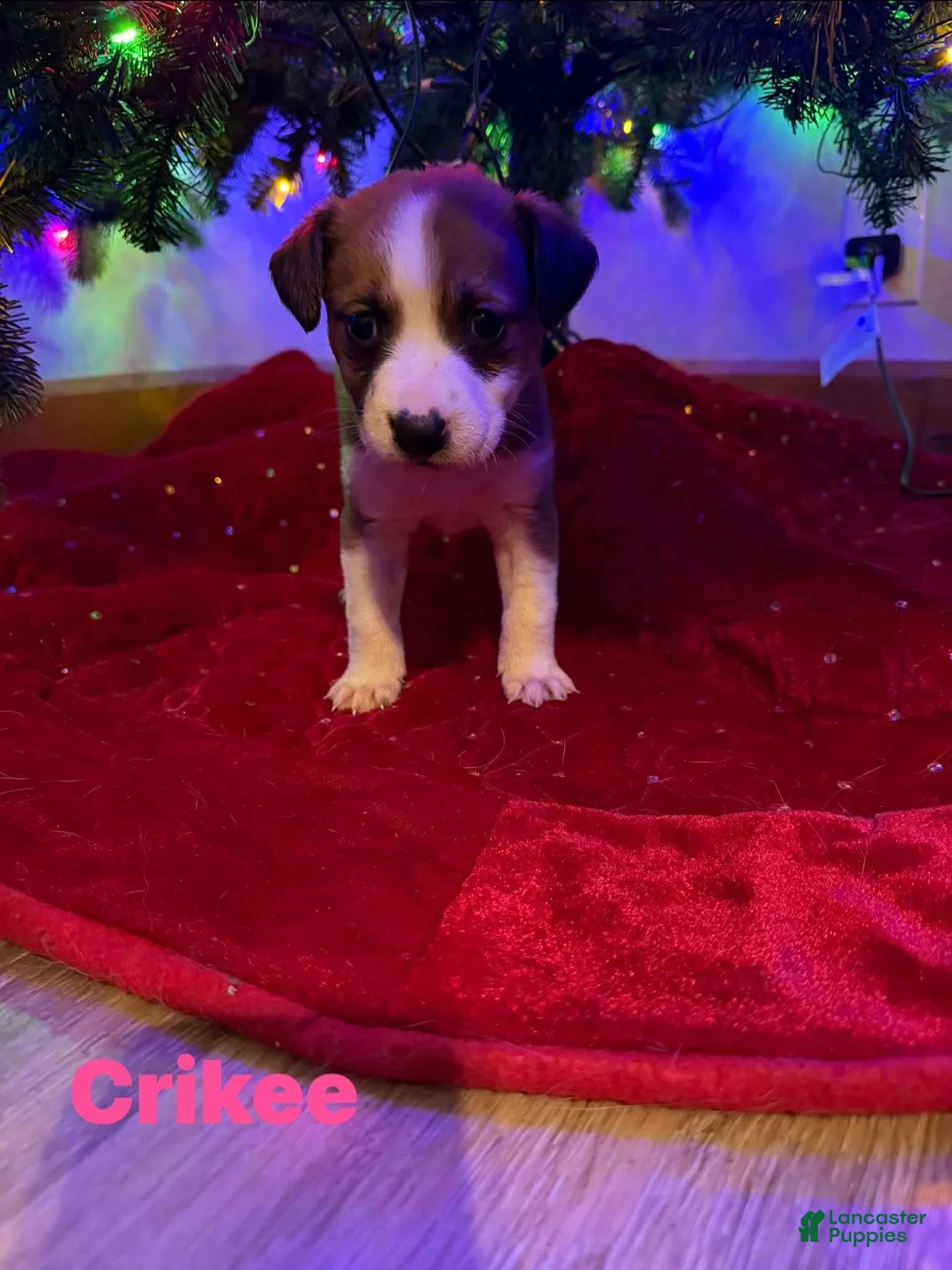 Collie dogs for sale: Collie Puppy 3 - Ad 1