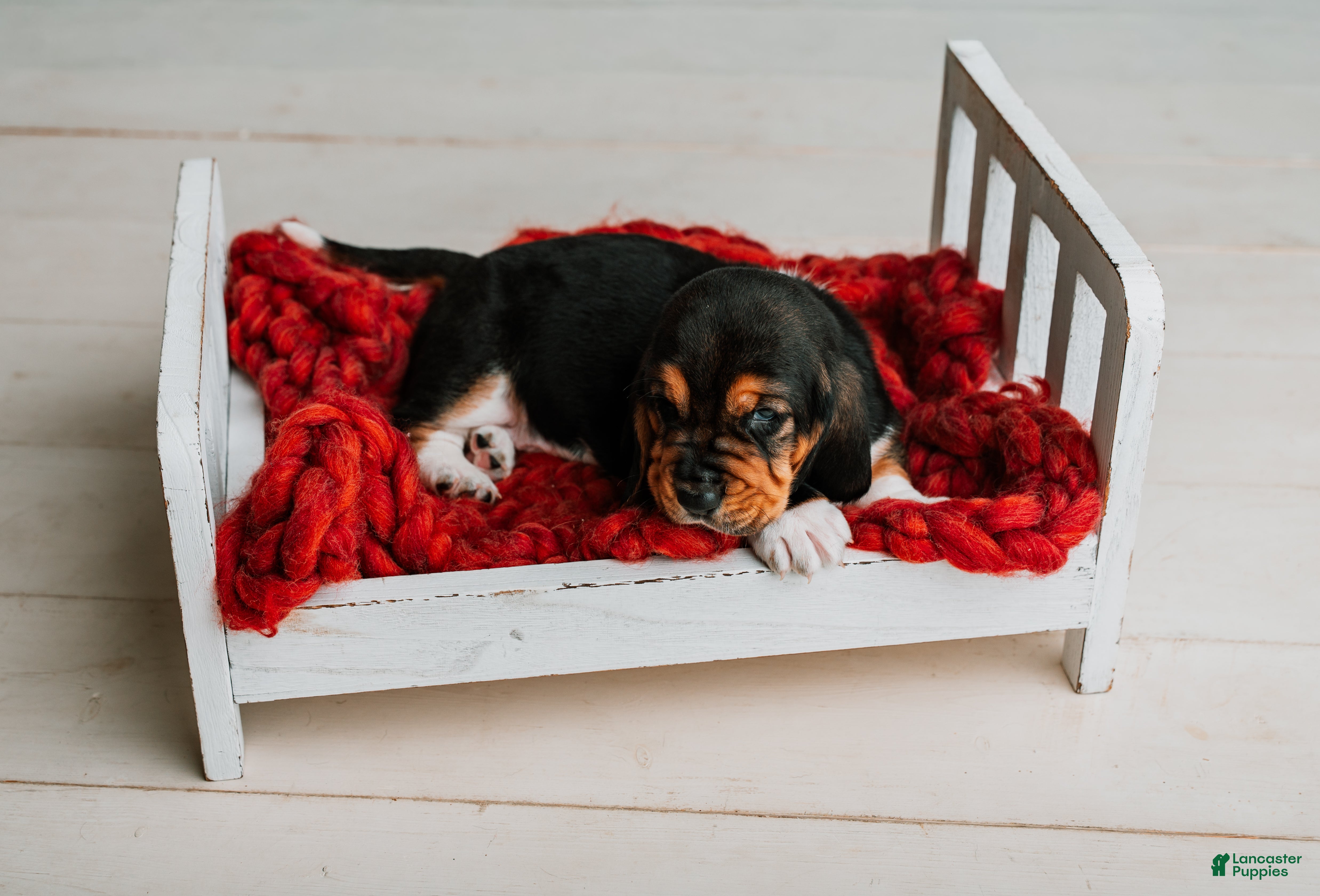 Basset Hound dogs Handsome Dan  - Ad 2
