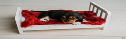 Basset Hound dogs for sale: Handsome Dan  - Ad 2