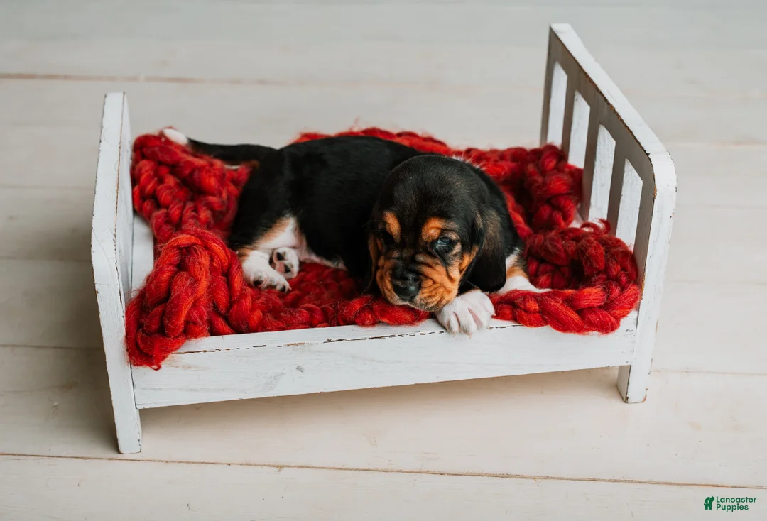 Basset Hound dogs for sale: Handsome Dan  - Ad 2
