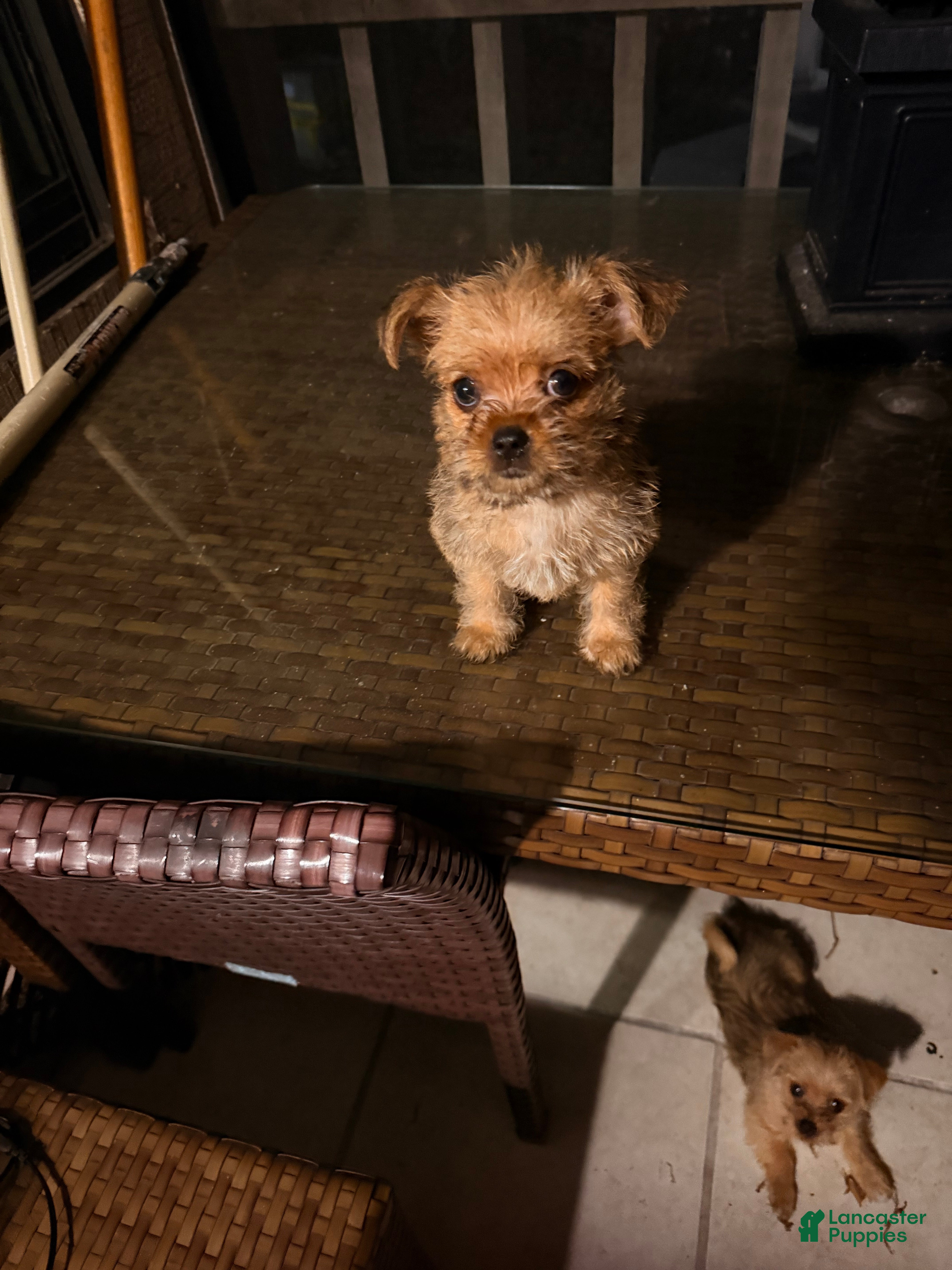 Shorkie dogs Shorkie Puppy 2 - Ad 2