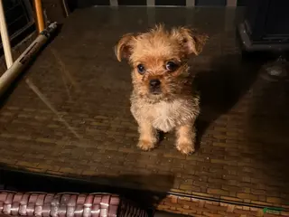 Shorkie dogs Shorkie Puppy 2 - Ad 2