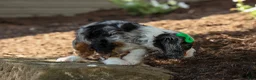 Cocker Spaniel dogs for sale: Jaxon 🐶💙 - Ad 18