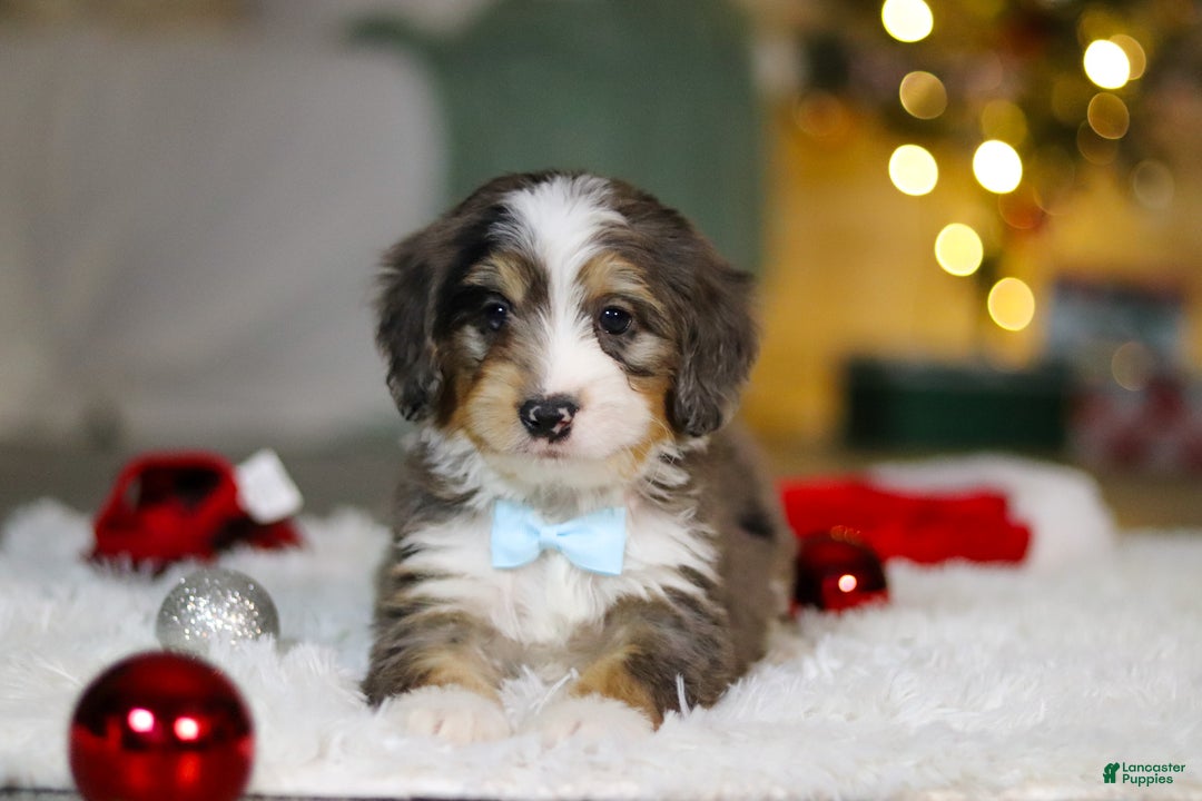 Mini Bernedoodle dogs for sale: Brady - Ad 1