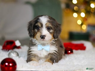 Mini Bernedoodle dogs Brady - Ad 17