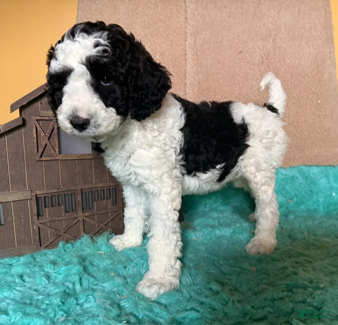 Labradoodle dogs for sale: Labradoodle 4 - Ad 1
