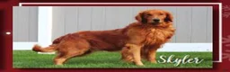 Golden Retriever dogs for sale: Tiana  - Ad 4