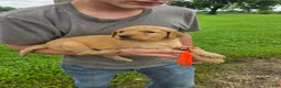 Mixed Breed dogs for sale: Oliver - Ad 2