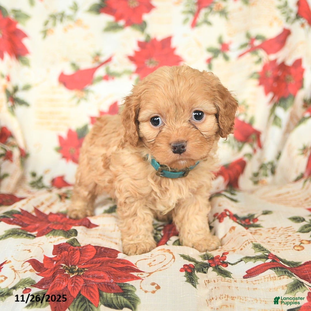 Cockapoo dogs for sale: Spirit - Ad 2