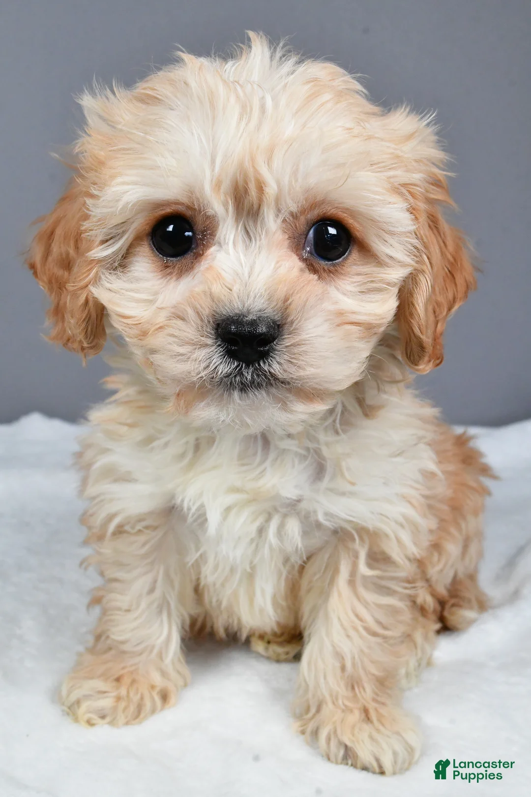 Cavachon dogs for sale: Ripley - Ad 6