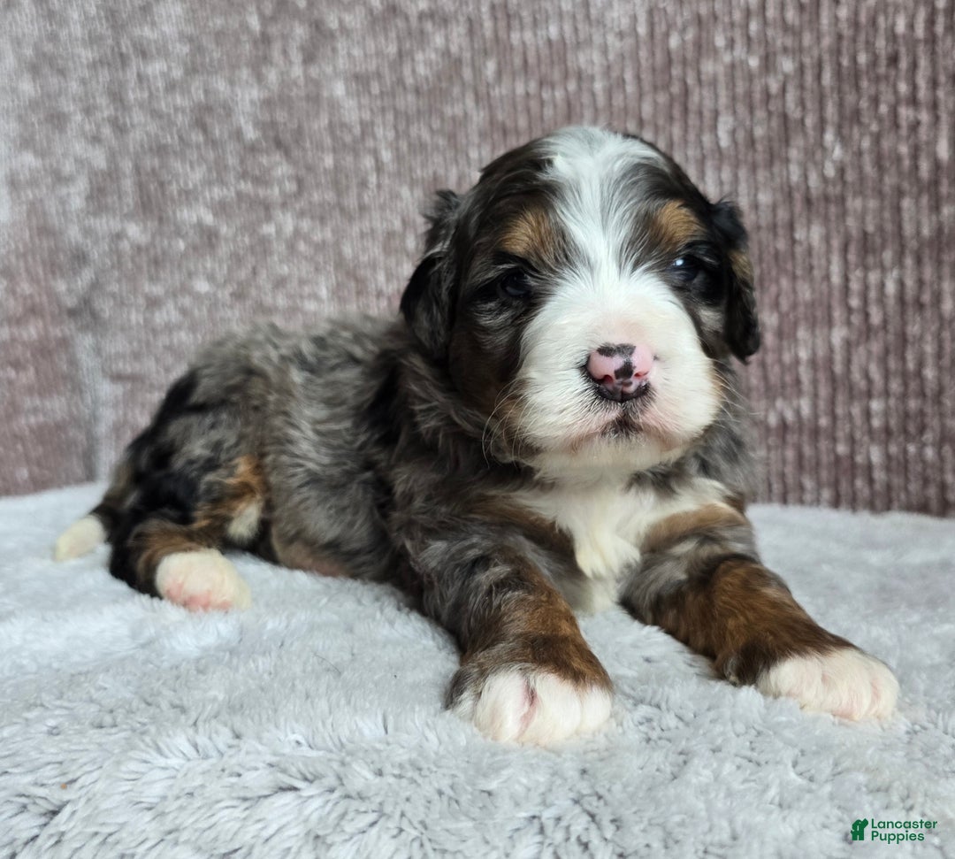 Mini Bernedoodle dogs for sale: Mini Chief - Ad 9