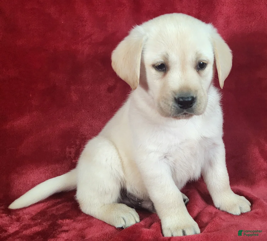 Labrador Retriever dogs for sale: Truman - Ad 1