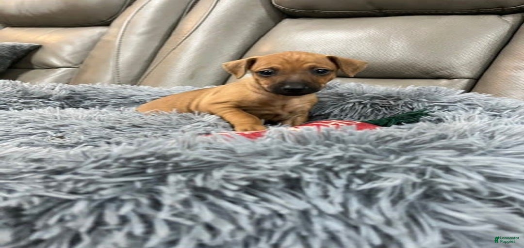 Gallery Image {{count}}