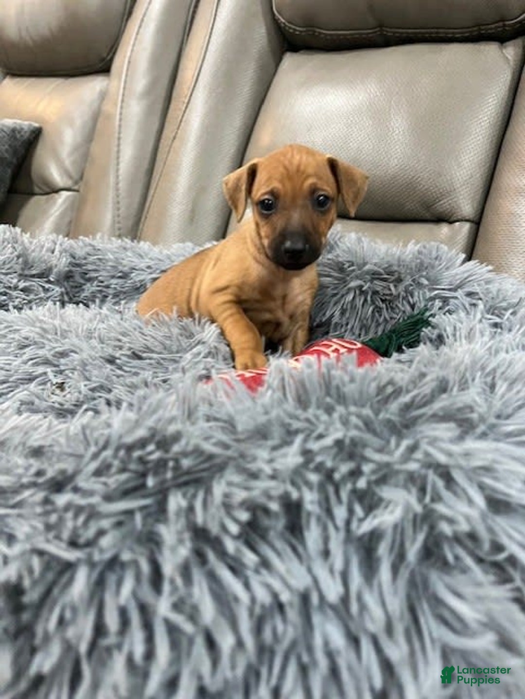 Gallery Image {{count}}