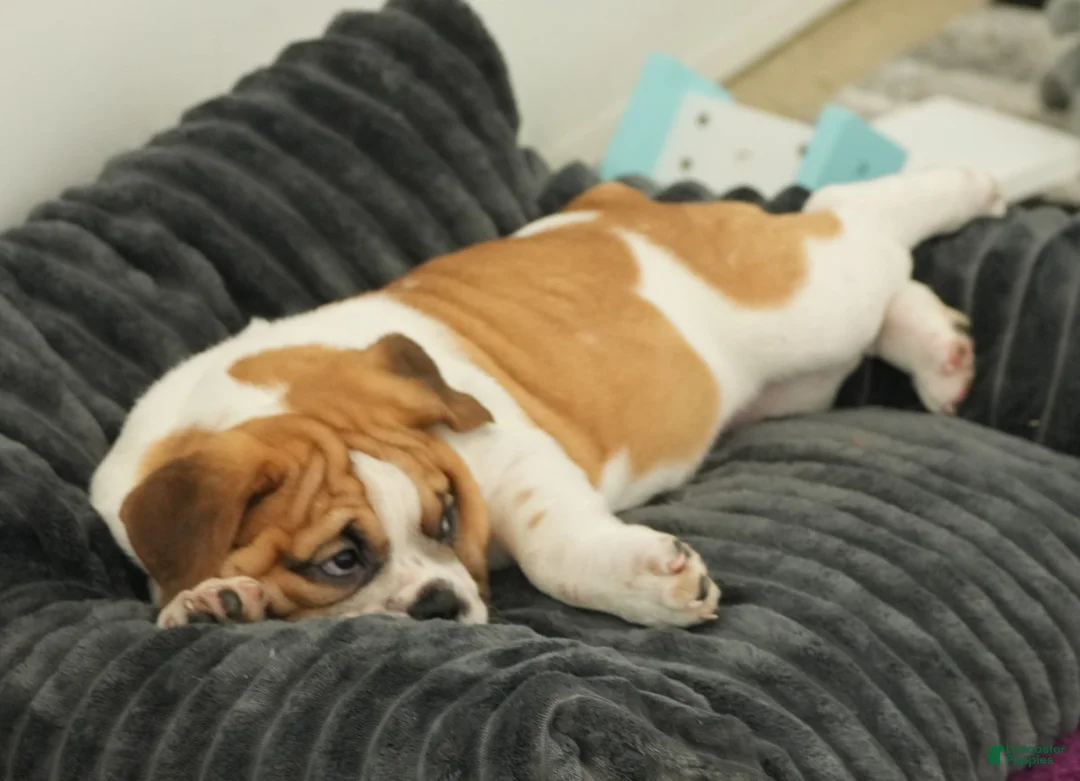 Beabull dogs for sale: Rosemary - Ad 3