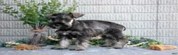 Miniature Schnauzer dogs for sale: Penny - Ad 3